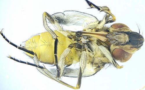 Réf. 285 310 : Stomoxys calcitrans